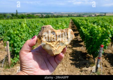 Probe von Boden, Feuerstein, Weinbergen der Pouilly-Fume-Appellation, Herstellung von trockenem Weißwein aus sauvignon Blanc Trauben, die auf verschiedenen Arten von wachsen Stockfoto