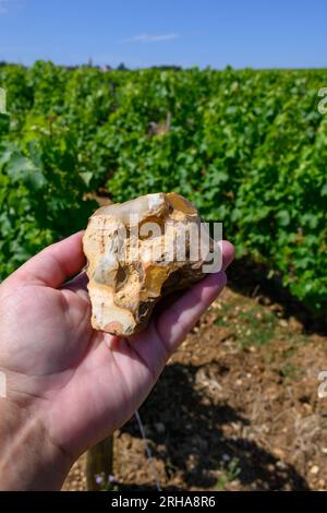 Probe von Boden, Feuerstein, Weinbergen der Pouilly-Fume-Appellation, Herstellung von trockenem Weißwein aus sauvignon Blanc Trauben, die auf verschiedenen Arten von wachsen Stockfoto