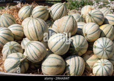 Melonen aus Cavaillon, reife Runde charentais Honig melone Melonen auf dem lokalen Markt in der Provence, Frankreich, in der Nähe Stockfoto