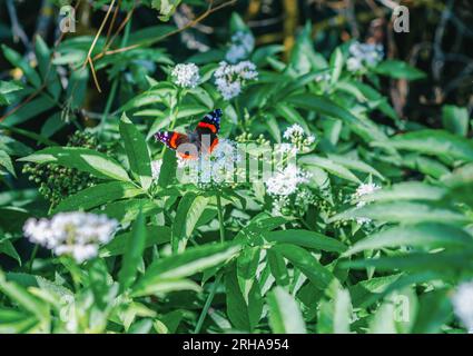 Der Schmetterling sitzt auf Holunderblüten. Stockfoto