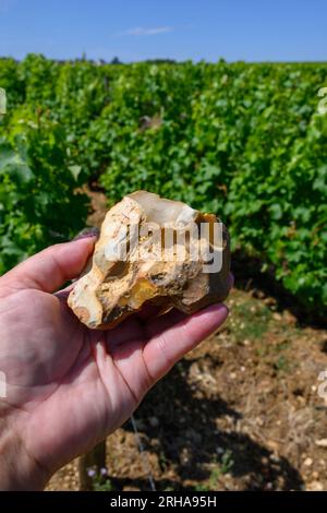 Probe von Boden, Feuerstein, Weinbergen der Pouilly-Fume-Appellation, Herstellung von trockenem Weißwein aus sauvignon Blanc Trauben, die auf verschiedenen Arten von wachsen Stockfoto