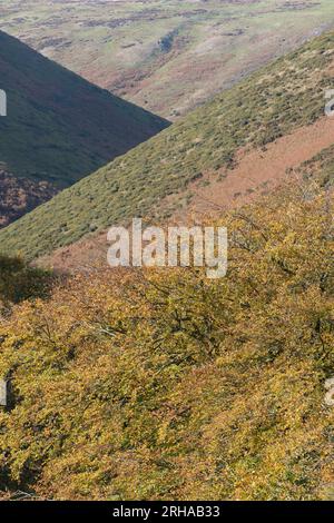 Caer Caradoc und The Lawley von oben gesehen Rectory Wood, Church Stretton, Shropshire, Großbritannien Stockfoto