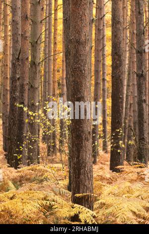 Peak Herbstfarbe im Wyre Forest bei Kidderminster, Worcestershire, England Stockfoto