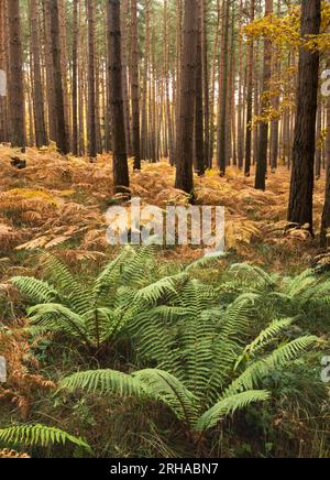 Peak Herbstfarbe im Wyre Forest bei Kidderminster, Worcestershire, England Stockfoto