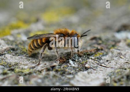 Detaillierte Nahaufnahme einer mediterranen blauäugigen, männlichen Hoplitis perezi-Einzelbiene mit braunen bis orangefarbenen Haaren Stockfoto