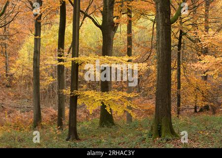 Peak Herbstfarbe im Wyre Forest bei Kidderminster, Worcestershire, England Stockfoto