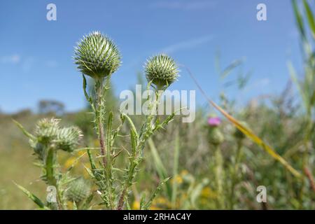 Natürliche Weitwinkelaufnahme auf einer ungeöffneten Blütenknospe eines Bullen oder einer Speerdistel, Cirsium vulgare, vor einem sonnigen blauen Himmel Stockfoto