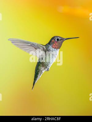 Männlich Annas Kolibri im Flug Stockfoto