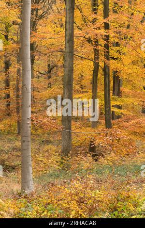 Peak Herbstfarbe im Wyre Forest bei Kidderminster, Worcestershire, England Stockfoto