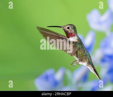 Männlicher Breitschwanz-Kolibri im Flug Stockfoto