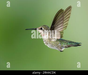 Unreifer Kolibri von männlicher Anna im Flug Stockfoto