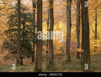 Peak Herbstfarbe im Wyre Forest bei Kidderminster, Worcestershire, England Stockfoto