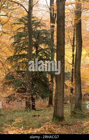 Peak Herbstfarbe im Wyre Forest bei Kidderminster, Worcestershire, England Stockfoto