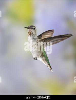 Unreifer Kolibri von männlicher Anna im Flug Stockfoto