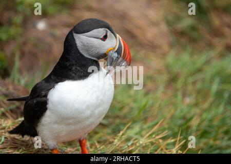 Papageientaucher mit einem Schluck Fisch, der in Island frisch gefangen wurde Stockfoto