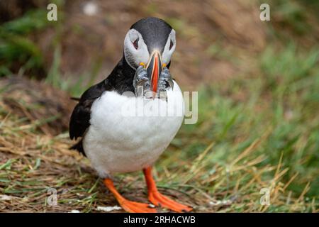 Niedliches Porträt des Atlantischen Puffins in Island bei Borgarfjörður eystri, mit einem Schluck Fisch Stockfoto