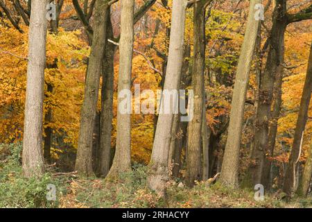 Peak Herbstfarbe im Wyre Forest bei Kidderminster, Worcestershire, England Stockfoto