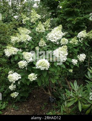 Nahaufnahme der losen konischen Blütenköpfe der Hortensien paniculata einzigartig. Stockfoto