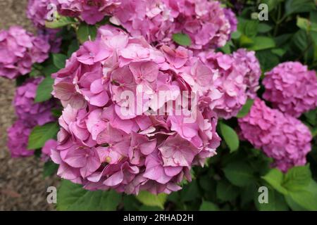 Die Verengung des Blütenkopfes der sommerblühenden mehrjährigen Gartenpflanze Hydrangea macrophylla westfalen. Stockfoto