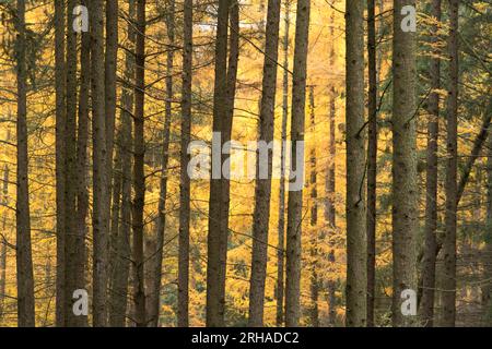 Peak Herbstfarbe im Wyre Forest bei Kidderminster, Worcestershire, England Stockfoto