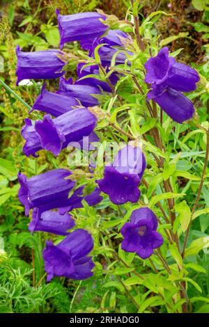 Nahansicht der violetten Campanula oder Glockenblume, die Teil der Familie der Campanulaceae mit blühenden Pflanzen ist, die im Sommer in einem Hüttengarten zu sehen sind. Stockfoto