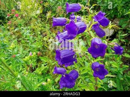 Nahansicht der violetten Campanula oder Glockenblume, die Teil der Familie der Campanulaceae mit blühenden Pflanzen ist, die im Sommer in einem Hüttengarten zu sehen sind. Stockfoto