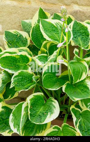 Blätter der Hosta-Pflanze Agavoideae eine krautige Staudenpflanze aus Nordostasien, die als schatttolerante Pflanzen auf einer Terrasse mit Wand angebaut wird. Stockfoto