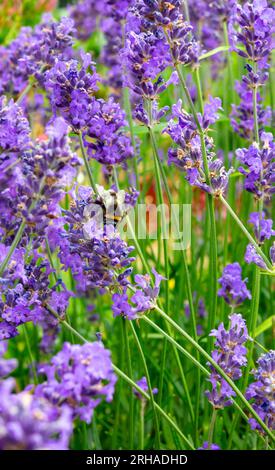 Die Bienenfütterung an den Pollen von Lavandula ist eine Gattung von 47 bekannten Arten von blühenden Pflanzen aus der Familie der Minzgewächse, Lamiaceae. Stockfoto