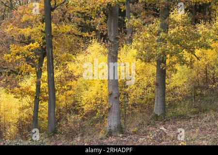 Peak Herbstfarbe im Wyre Forest bei Kidderminster, Worcestershire, England Stockfoto