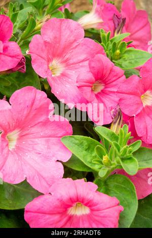 Nahaufnahme von rosa Petunia-Blüten, die im Sommer in einem Topf in einem Garten wachsen. Stockfoto