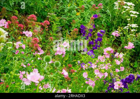 Cottage Garden mit Blumen an der Grenze einschließlich Malve oder malva und campanula oder Glockenblumen im Sommer. Stockfoto