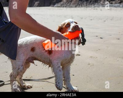 Arbeitender Clumber Spaniel Puppy am North Yorkshire Beach Stockfoto