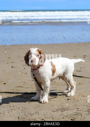 Arbeitender Clumber Spaniel Puppy am North Yorkshire Beach Stockfoto