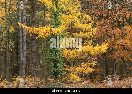 Peak Herbstfarbe im Wyre Forest bei Kidderminster, Worcestershire, England Stockfoto