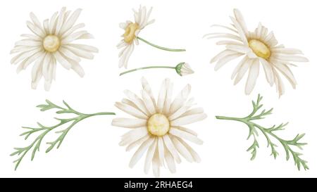 Daisy Flowers Set. Hand gezeichnete florale Aquarellillustration von Kamillen mit Blättern auf isoliertem Hintergrund. Botanische Zeichnung für Grußkarten oder Hochzeitseinladungen. Skizze für Symbol oder Logo. Stockfoto