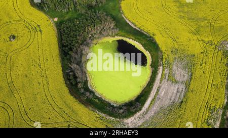 Drone View: Lebendiges Rapsfeld von Saskatchewan mit einem kreisförmigen gelben Wasserkörper, der den Kontrast der Natur in lebendigen Farben einfängt Stockfoto