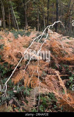 Peak Herbstfarbe im Wyre Forest bei Kidderminster, Worcestershire, England Stockfoto