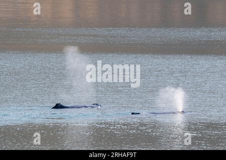 Westgrönland, Baffin Bay, Uummannaq Fjord. Buckelwale. Stockfoto