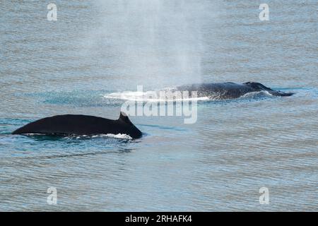 Westgrönland, Baffin Bay, Uummannaq Fjord. Buckelwale. Stockfoto