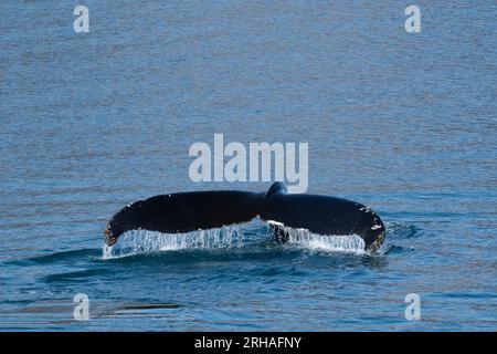 Westgrönland, Baffin Bay, Uummannaq Fjord. Buckelwal. Stockfoto
