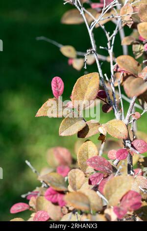 Loropetalum chinense. Chinesische Fransenblüte, auch bekannt als Loropetalum chinensis oder Laropetal. Stockfoto