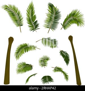 Kokosnuss, gerade Palmenelemente. Vektordarstellung von Palmenstamm, Laub, Ästen, Blättern. Bild eines tropischen Baumes im Vektor. Stock Vektor