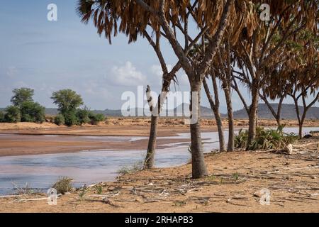 Ewaso Ng'iro River, Samburu Wildreservat, Kenia, Afrika Stockfoto