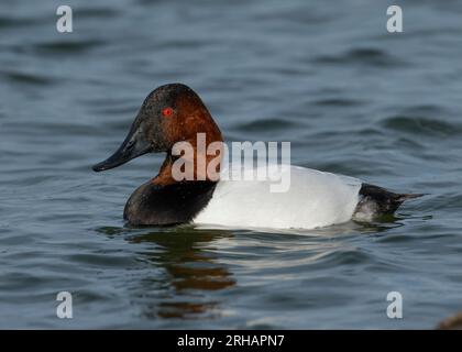 Männliche Canvasback-Ente (Aythya valisineria) schwimmt im Choptank River, Cambridge, Maryland, USA Stockfoto