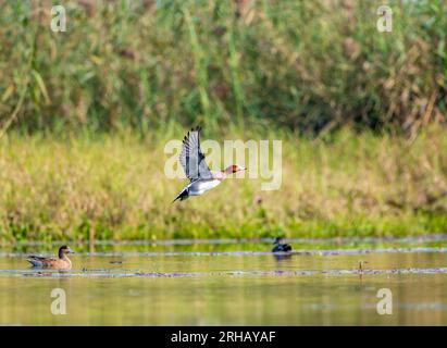 Der eurasische Wigeon startet Stockfoto