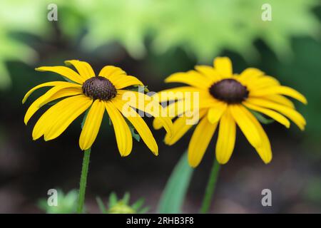 Nahaufnahme von zwei wunderschönen Rudbeckia fulgida-Blüten vor einem grün-braunen verschwommenen Hintergrund, selektiver Fokus Stockfoto
