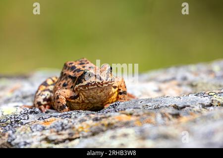Der gewöhnliche Frosch - Rana temporaria, auch bekannt als europäischer gewöhnlicher Frosch, sitzt auf einem Stein in den schweizer alpen Stockfoto