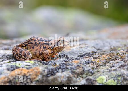 Der gewöhnliche Frosch - Rana temporaria, auch bekannt als europäischer gewöhnlicher Frosch, sitzt auf einem Stein in den schweizer alpen Stockfoto