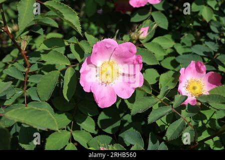 Blühende wilde Hagebutten. Blüte in vivo. Stockfoto