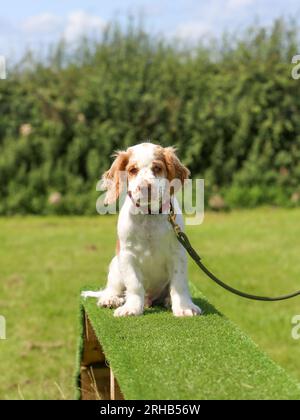 Arbeitender Clumber Spaniel Hündchen sitzt auf dem Laufsteg Stockfoto